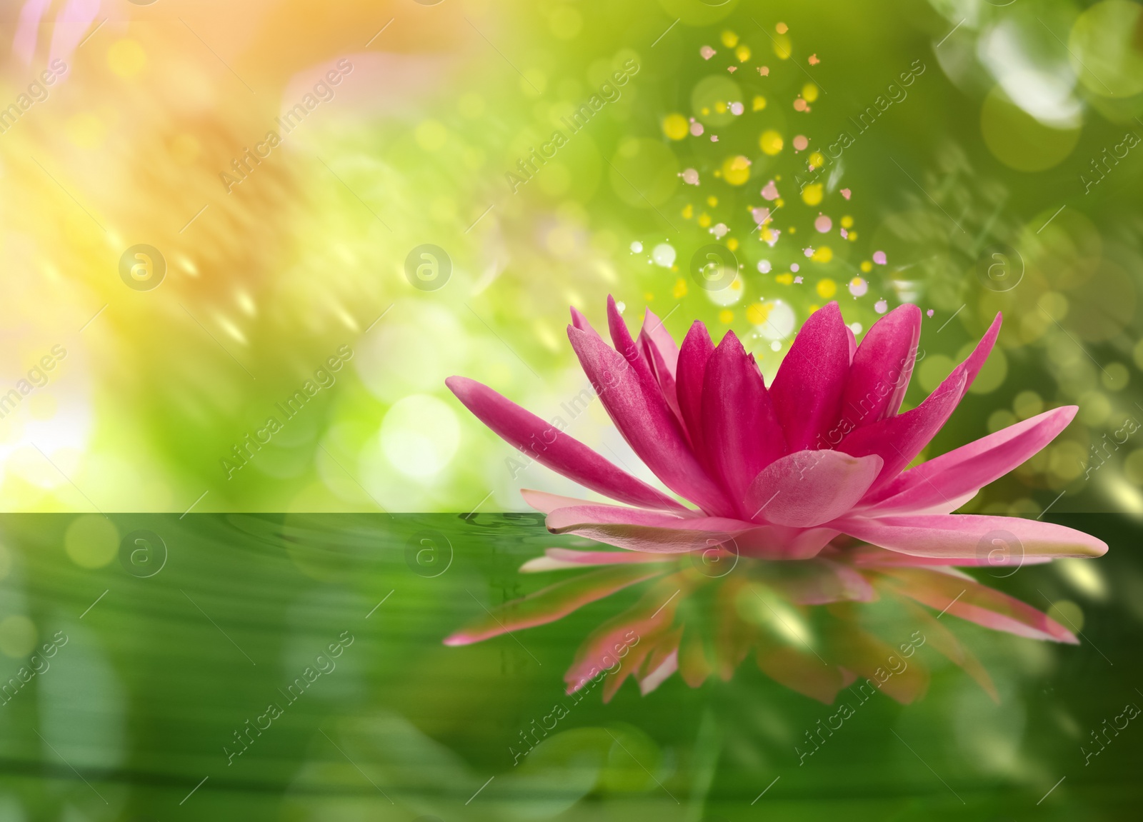 Image of Fantastic lotus flower with sparks on water surface, bokeh effect