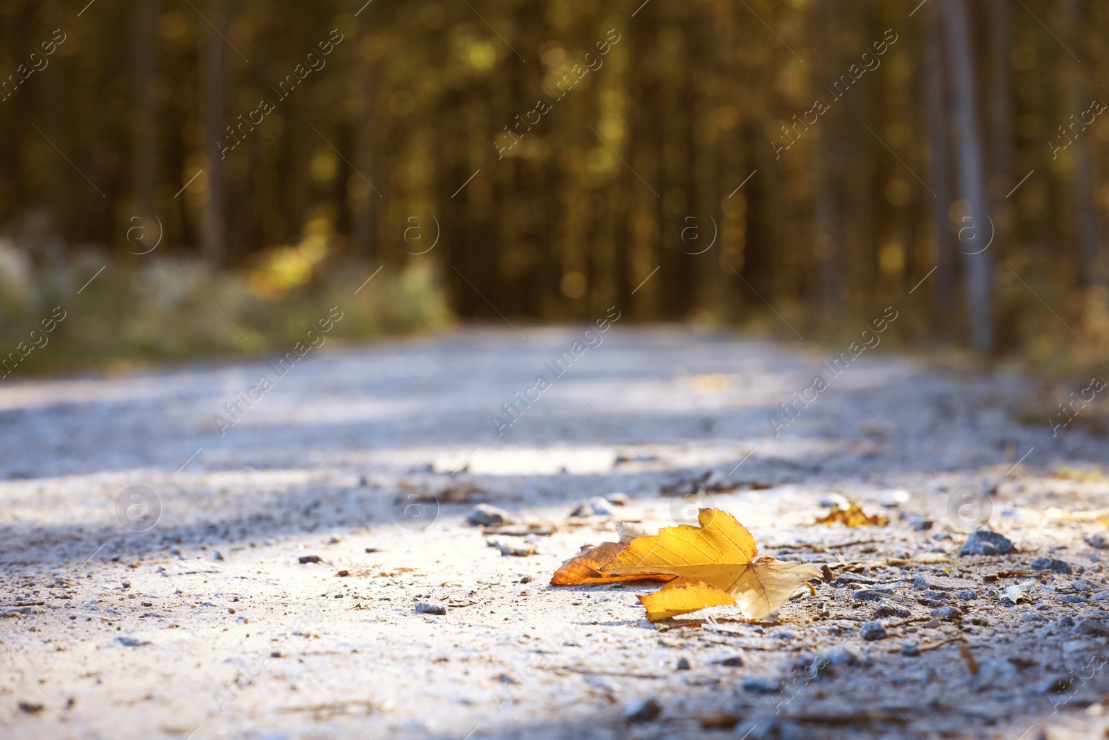 Photo of Beautiful view of lonely autumn leaf on country road near forest