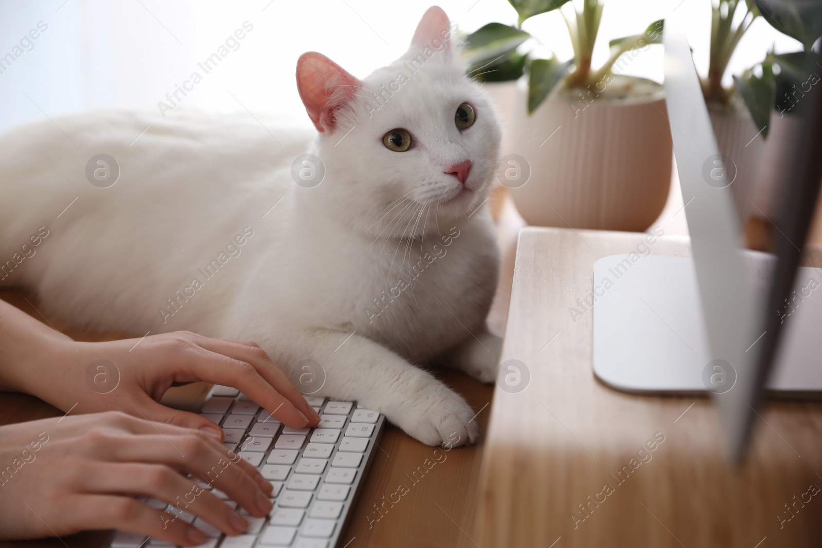 Photo of Adorable white cat lying on keyboard and distracting owner from work, closeup
