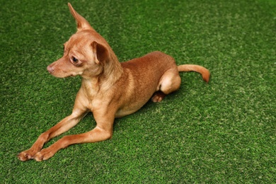 Photo of Cute toy terrier on artificial grass, space for text. Domestic dog