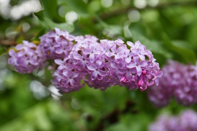 Photo of Branch of beautiful blossoming lilac on blurred background closeup