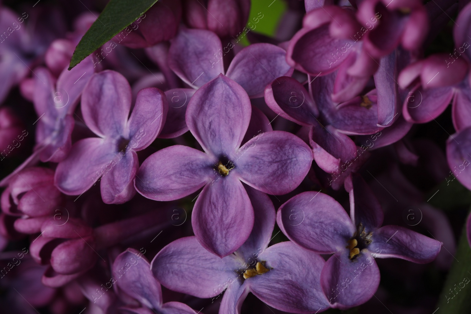 Photo of Closeup view of beautiful blossoming lilac as background