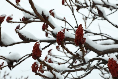 Beautiful tree covered with snow outdoors on winter day, closeup