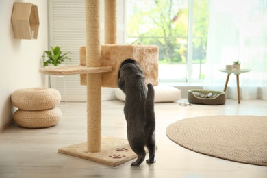 Photo of Cute cat get in pet tree house indoors