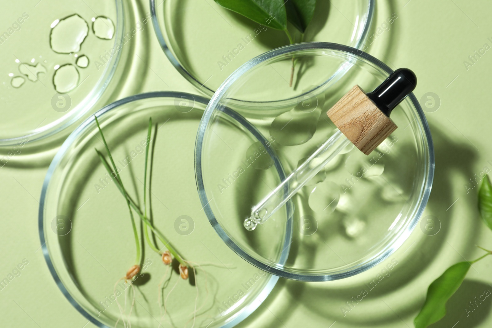 Photo of Flat lay composition with Petri dishes and plants on pale light green background