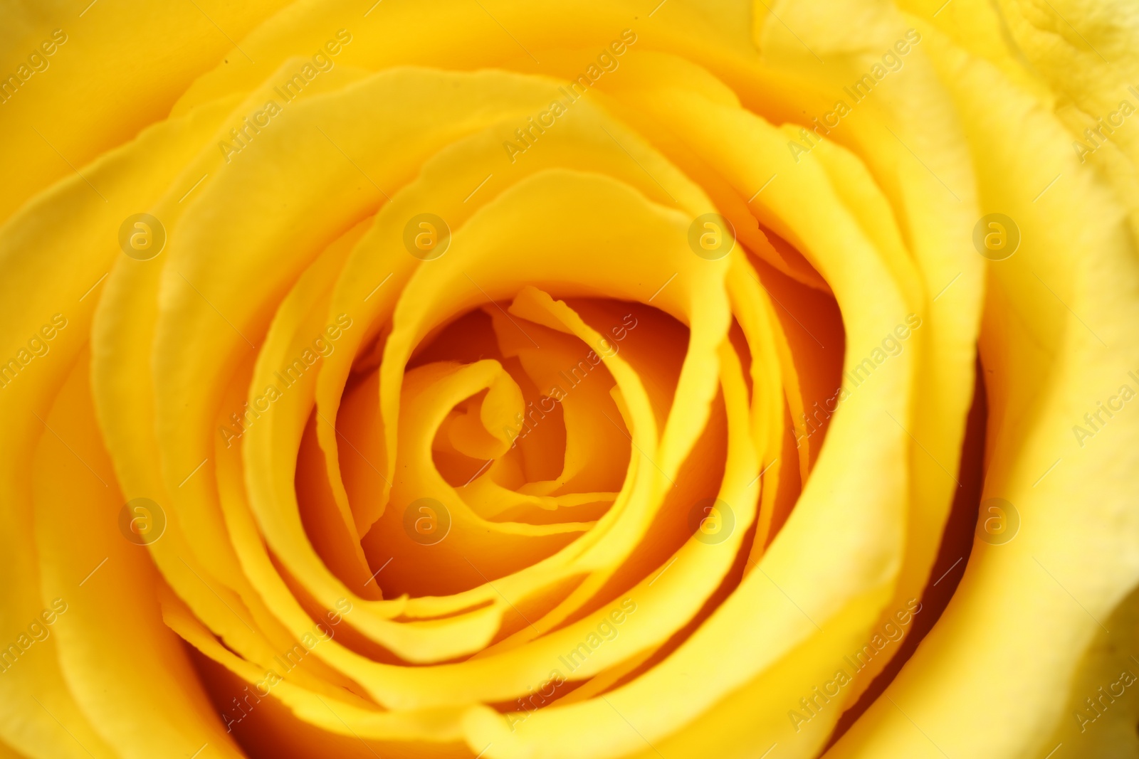 Photo of Beautiful rose with yellow petals as background, macro view