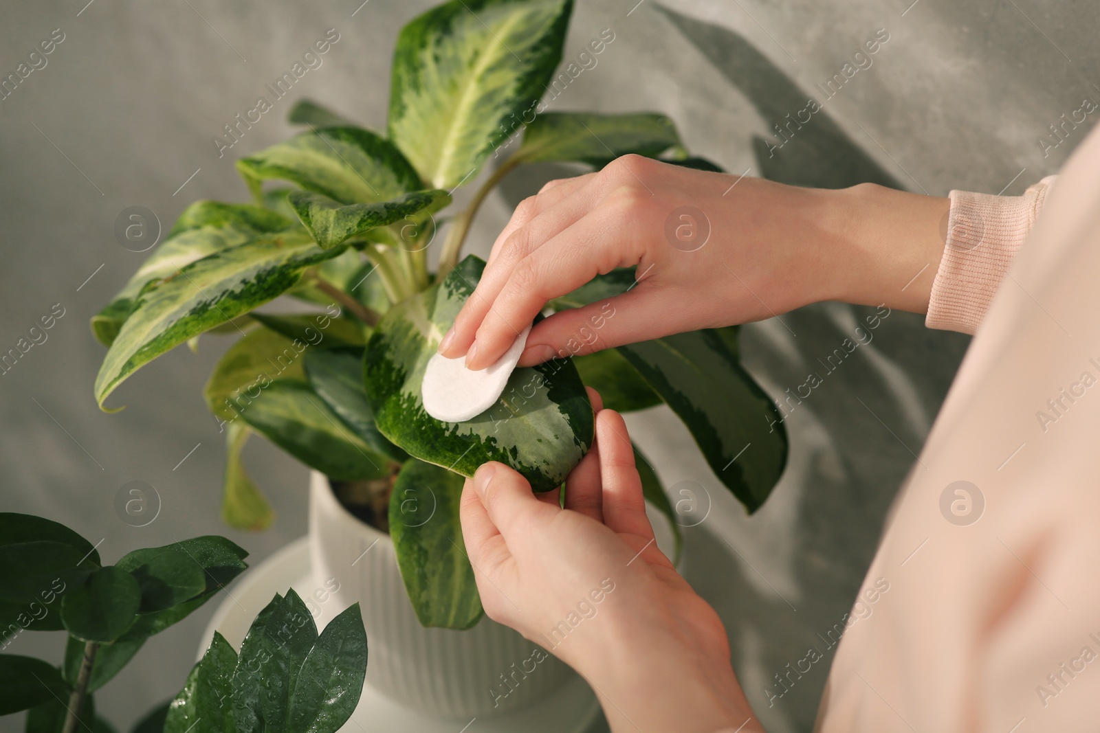 Photo of Woman wiping houseplant's leaves with cotton pad at home, closeup