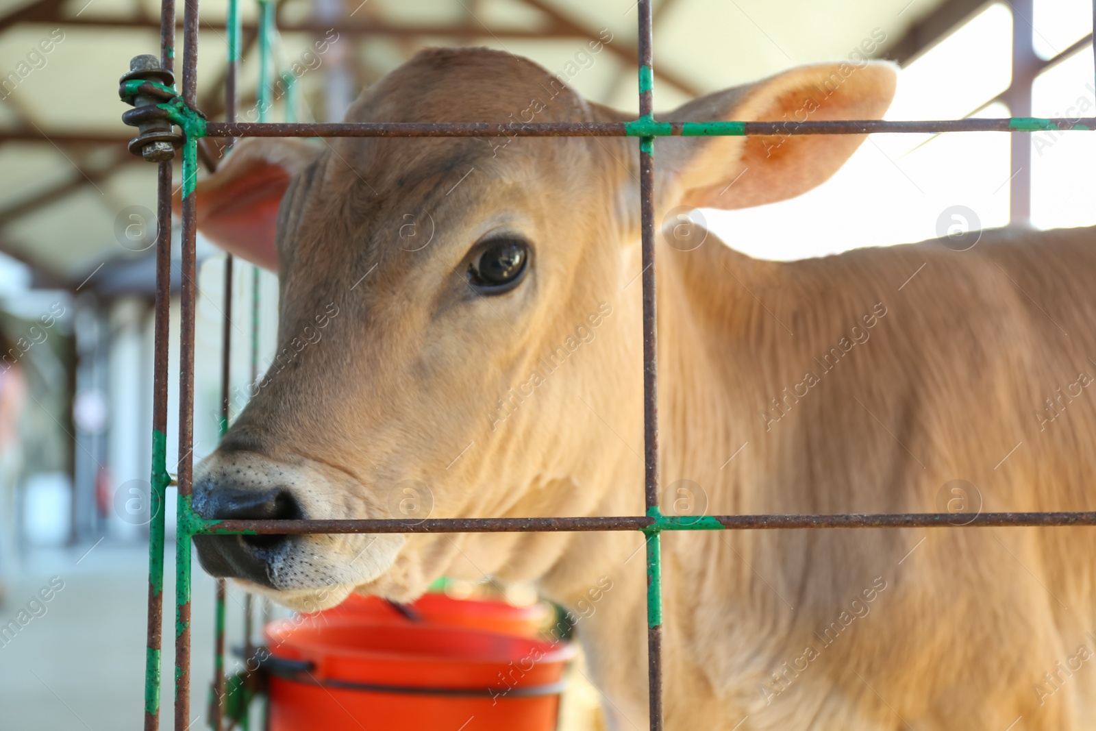 Photo of Pretty little calf behind fence on farm, closeup. Animal husbandry