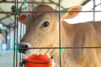 Pretty little calf behind fence on farm, closeup. Animal husbandry