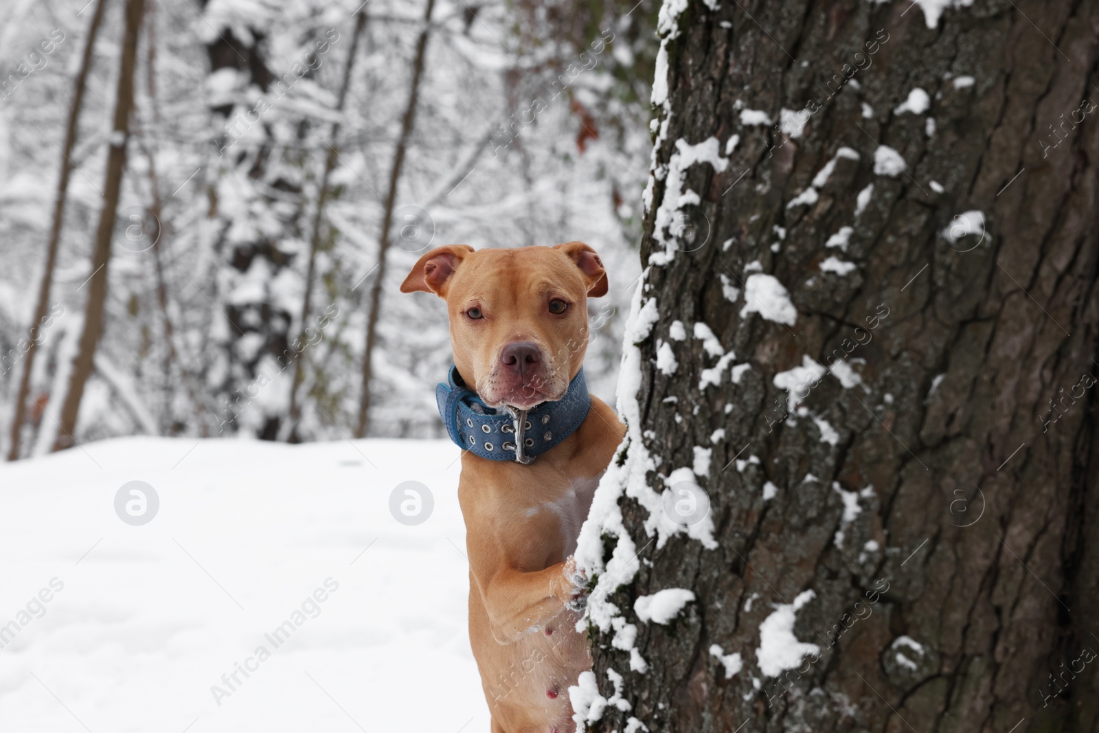 Photo of Cute ginger dog near tree in snowy park, space for text