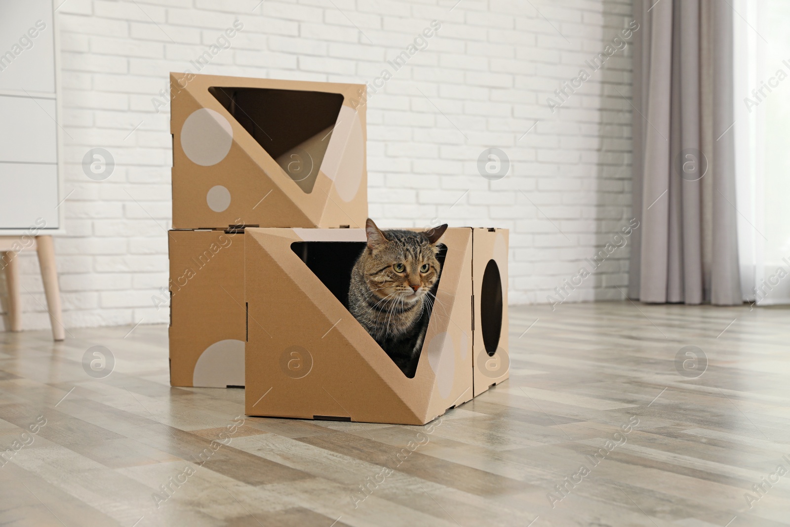 Photo of Cute tabby cat near cardboard house in room. Friendly pet