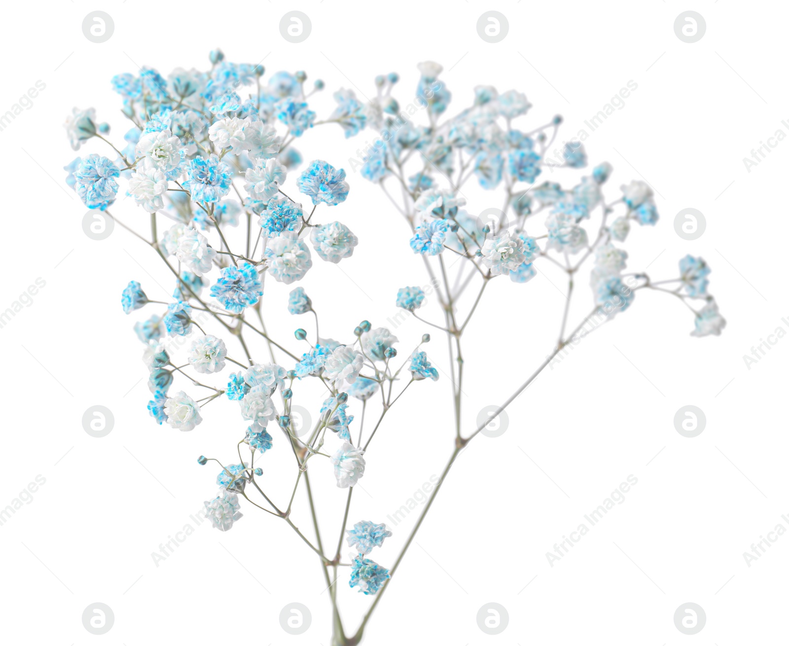 Photo of Beautiful color gypsophila twig isolated on white