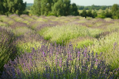 Photo of Beautiful view of blooming lavender growing in field