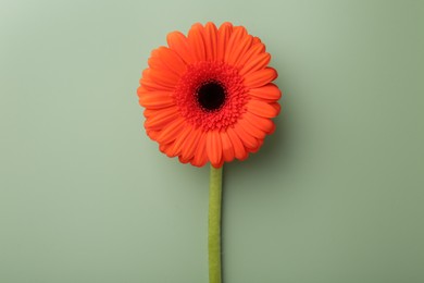 Photo of Beautiful red gerbera flower on pale green background, top view