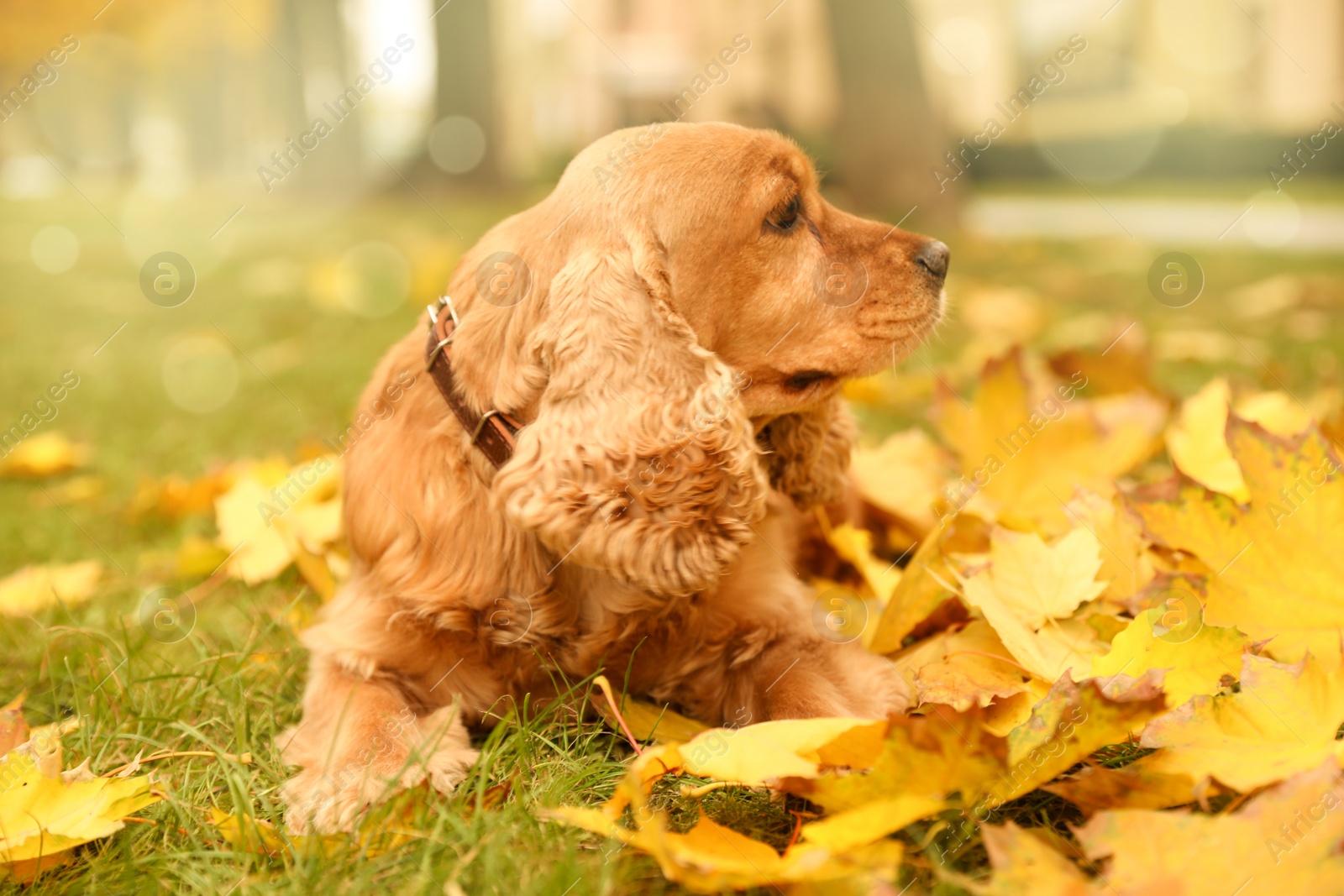 Photo of Cute Cocker Spaniel in park on autumn day