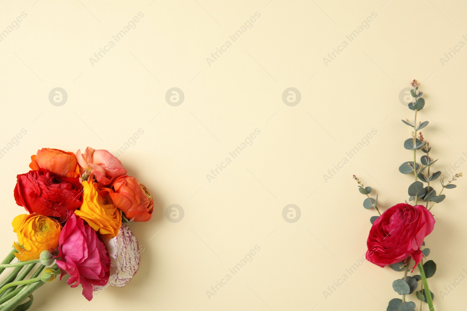 Photo of Flat lay composition with beautiful ranunculus flowers on color background