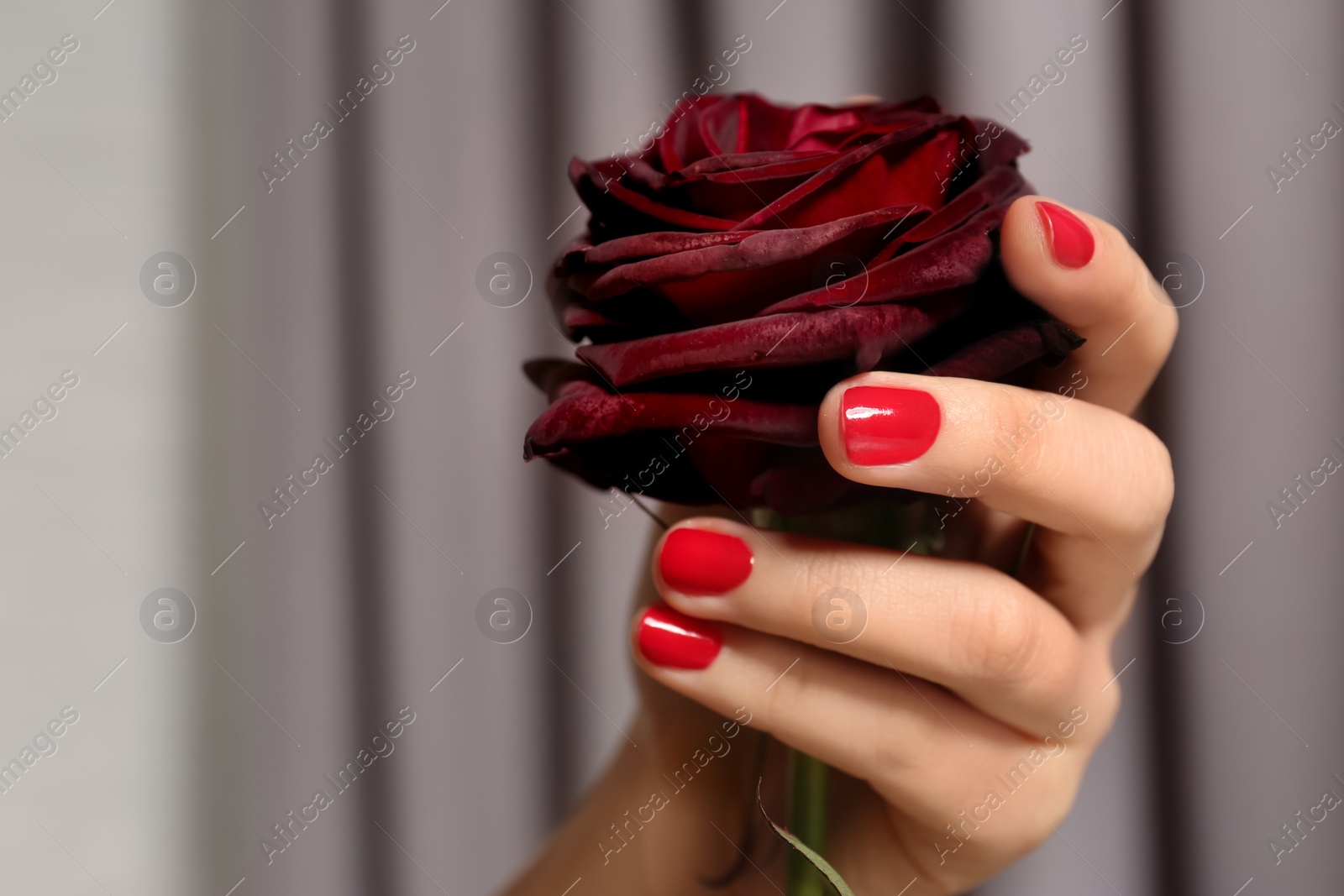 Photo of Woman with red manicure holding rose on blurred background, closeup. Nail polish trends