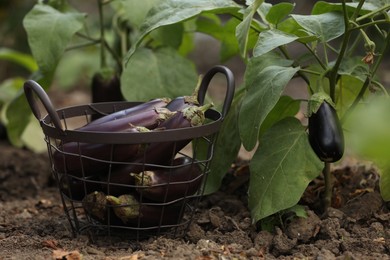 Photo of Fresh ripe eggplants in metal basket outdoors