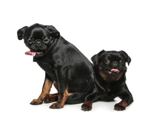 Adorable black Petit Brabancon dogs on white background