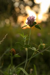 Beautiful view of clover flower growing at sunset outdoors