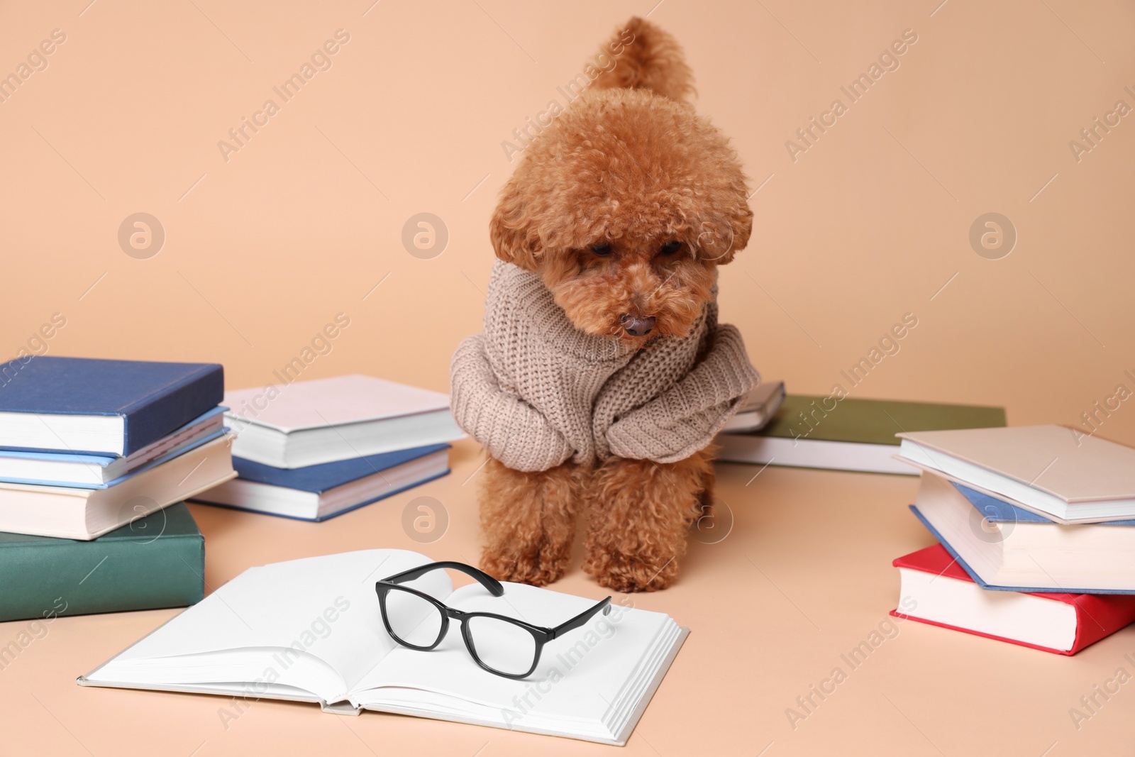 Photo of Cute Maltipoo dog in knitted sweater surrounded by many books on beige background