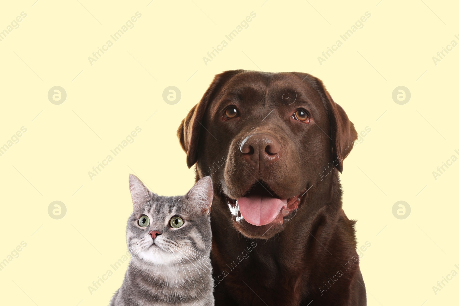 Image of Happy pets. Chocolate Labrador Retriever and cute grey tabby cat on pale light yellow background