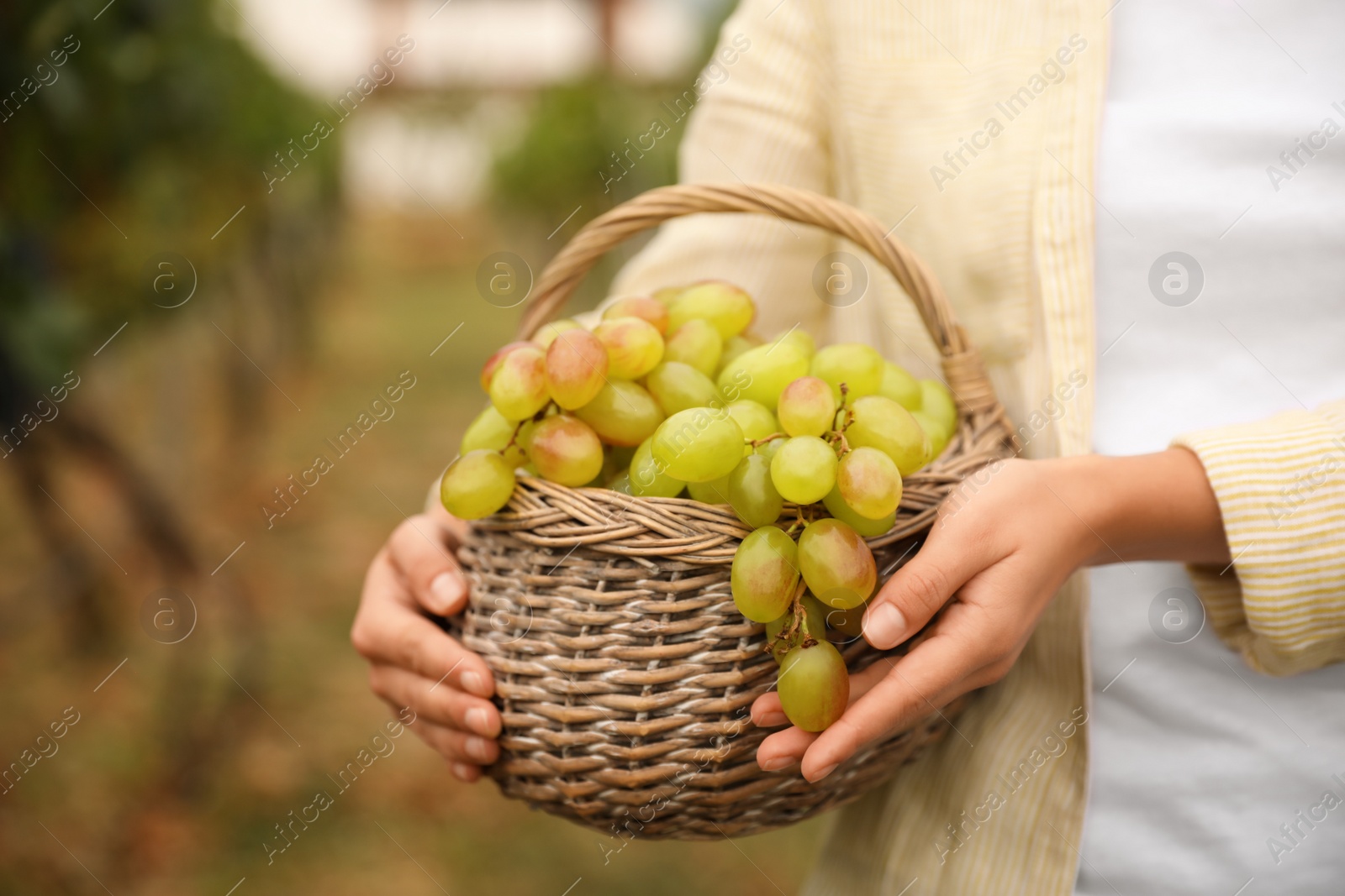 Photo of Woman with basket of grapes in vineyard, closeup