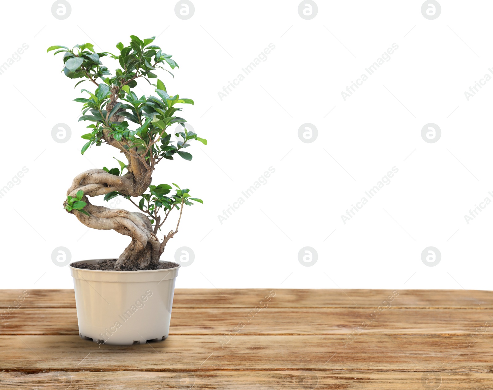 Image of Beautiful bonsai tree in pot on wooden table against white background