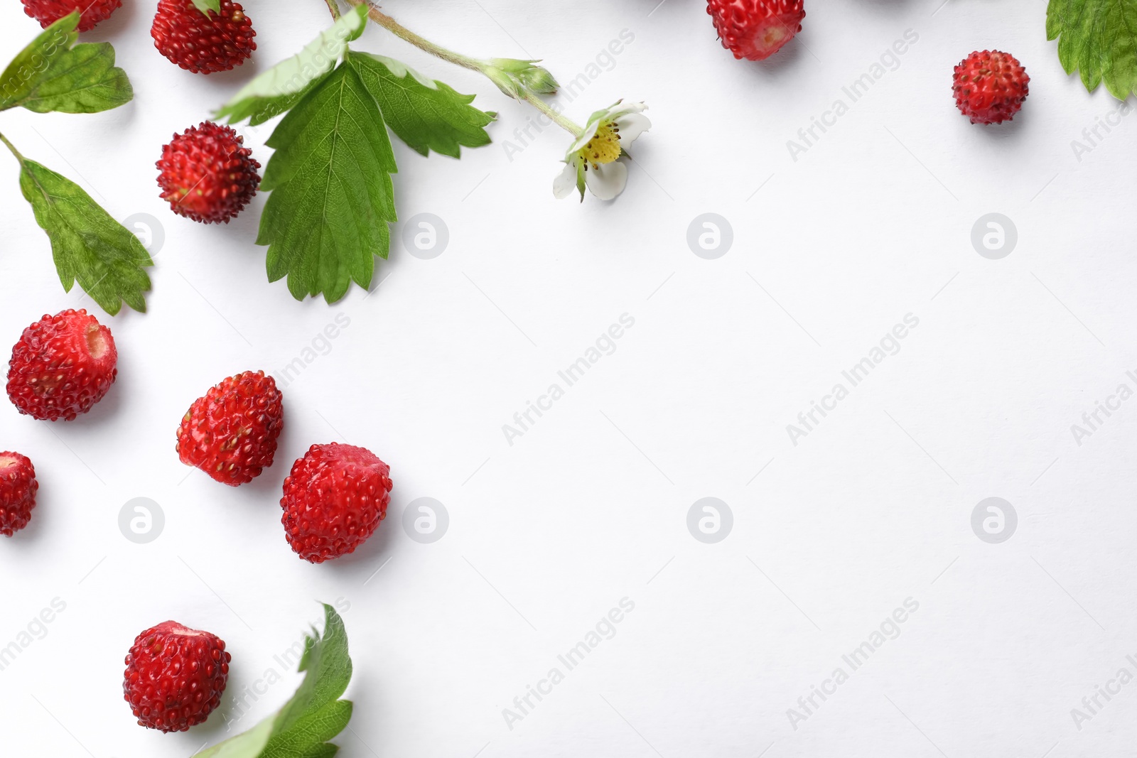 Photo of Many fresh wild strawberries, flower and leaves on white background, flat lay. Space for text