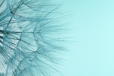 Beautiful fluffy dandelion flower with water drops on turquoise background, closeup. Space for text