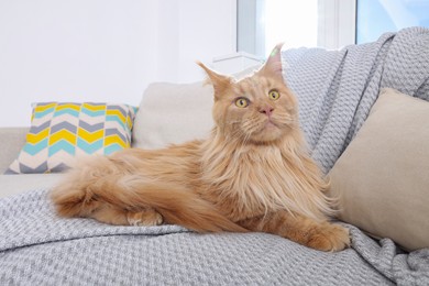 Photo of Adorable cat lying on cosy sofa at home
