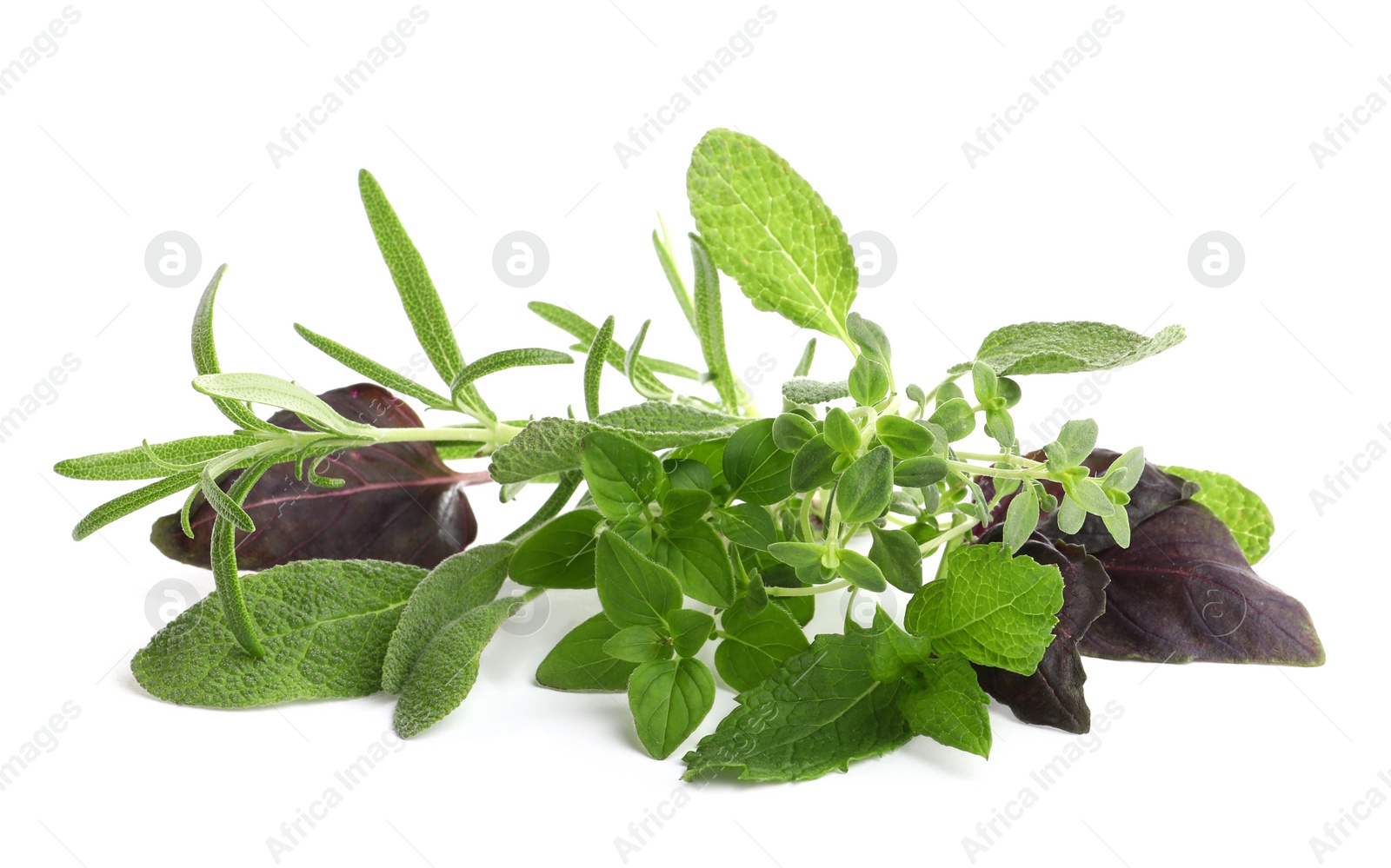 Photo of Various fresh aromatic herbs on white background