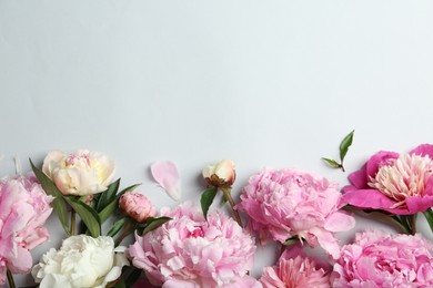 Beautiful peonies on light grey background, flat lay. Space for text