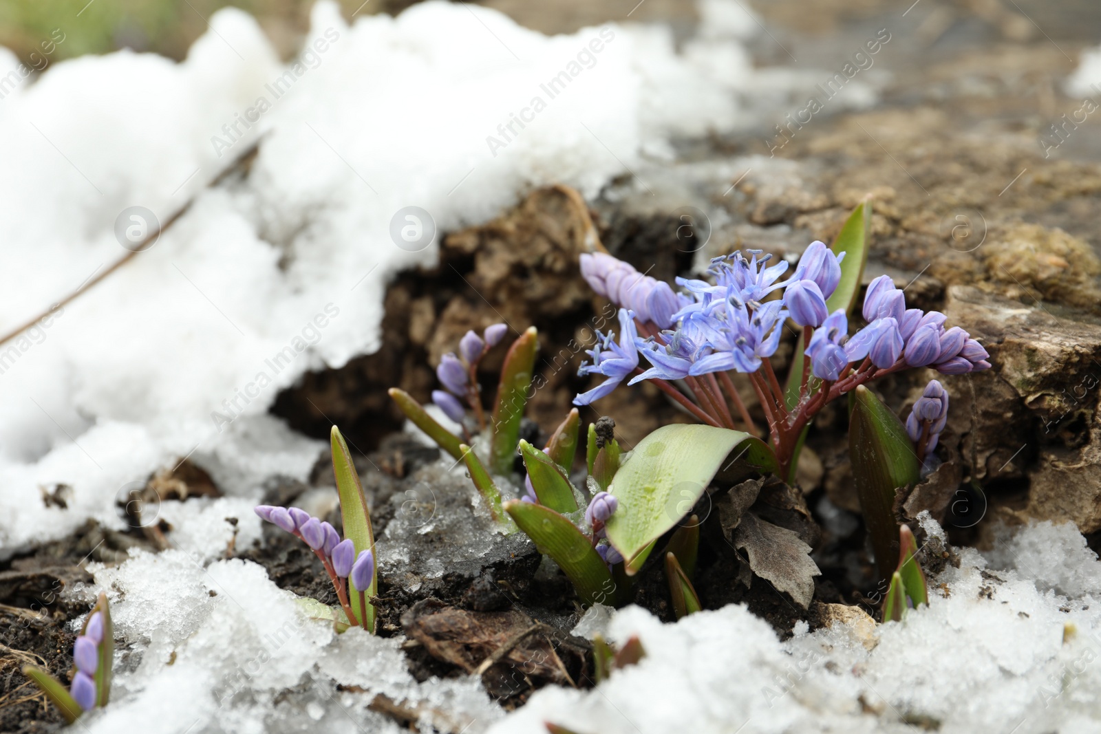 Photo of Beautiful lilac alpine squill flowers growing outdoors, space for text