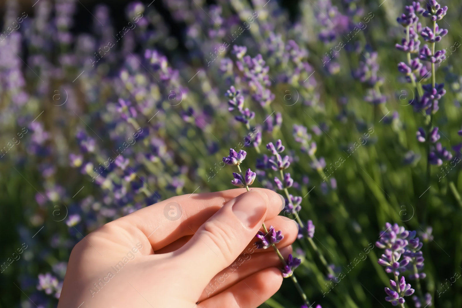 Photo of Woman in lavender field on summer day, closeup