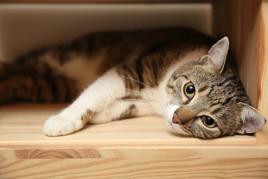 Photo of Cute tabby cat on wooden shelf. Friendly pet