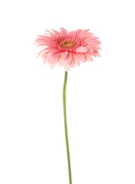 Beautiful bright gerbera flower on white background