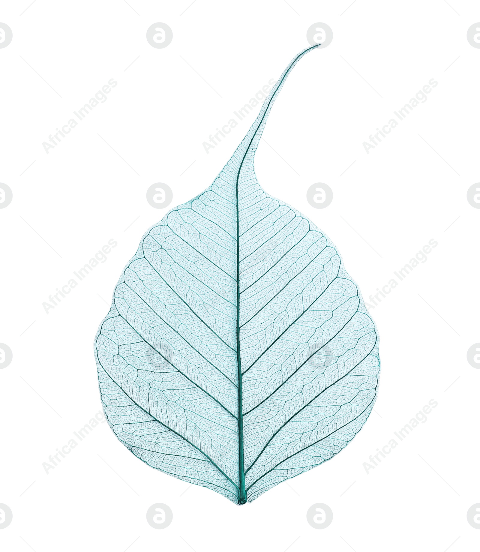 Photo of Beautiful decorative skeleton leaf on white background