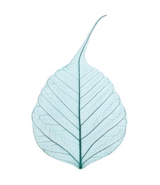 Photo of Beautiful decorative skeleton leaf on white background