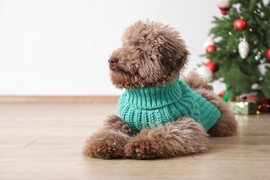 Cute Toy Poodle dog in knitted sweater and Christmas tree indoors, space for text