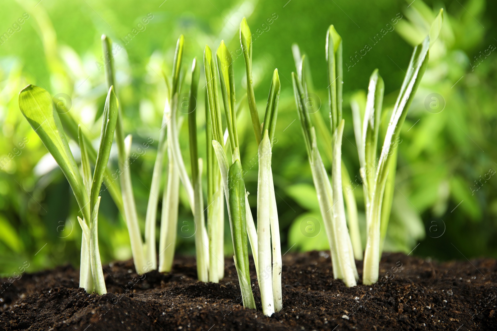 Photo of Fresh wild garlic or ramson growing in garden, closeup