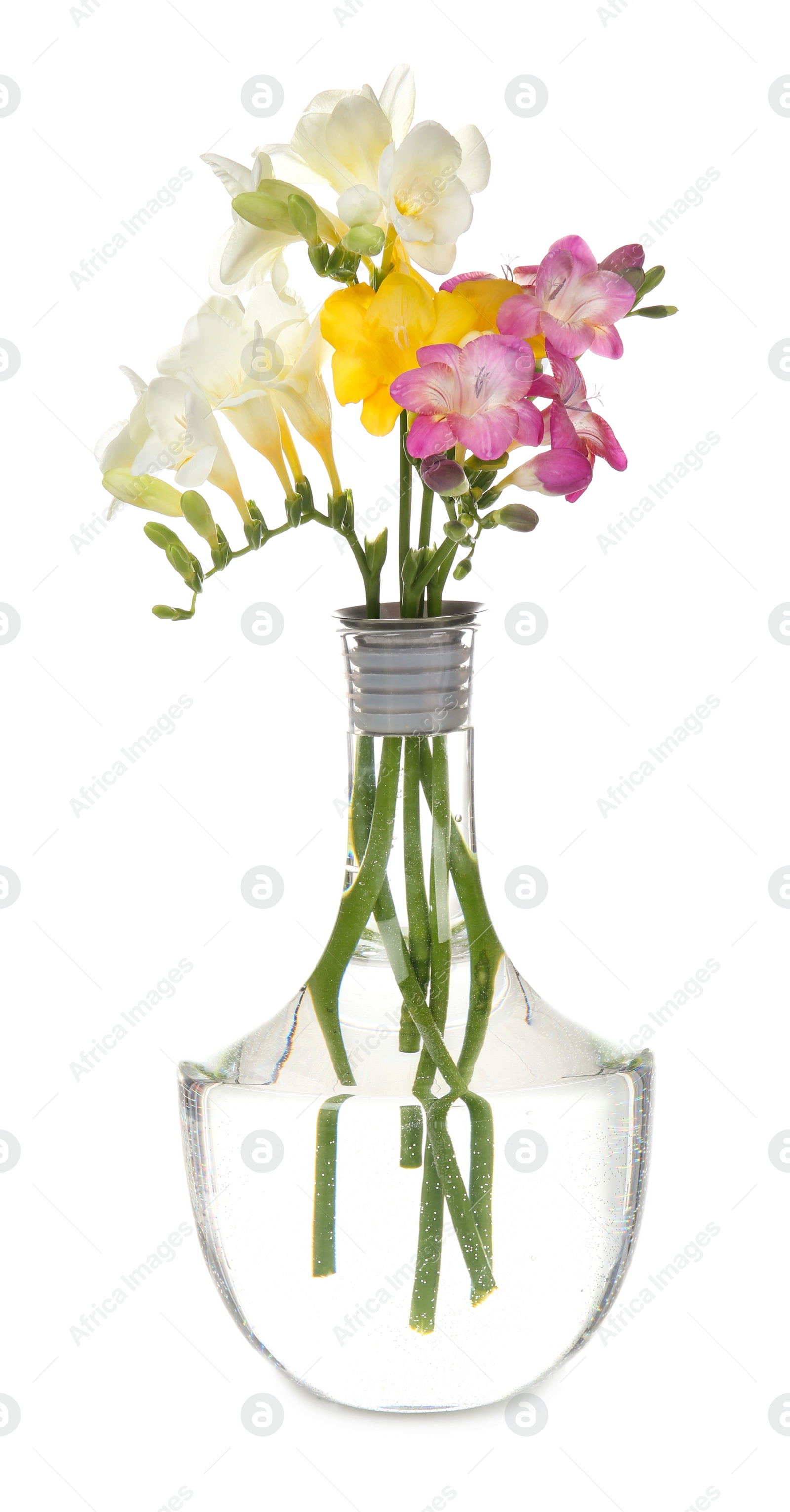 Photo of Glass vase with beautiful freesia flowers on white background