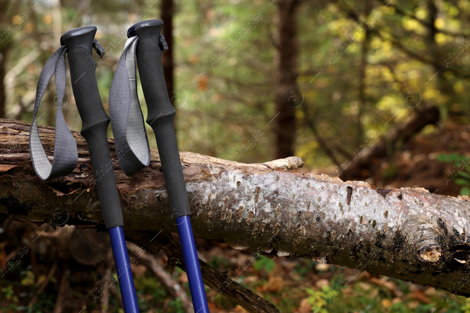 Photo of Trekking poles near tree in forest. Space for text