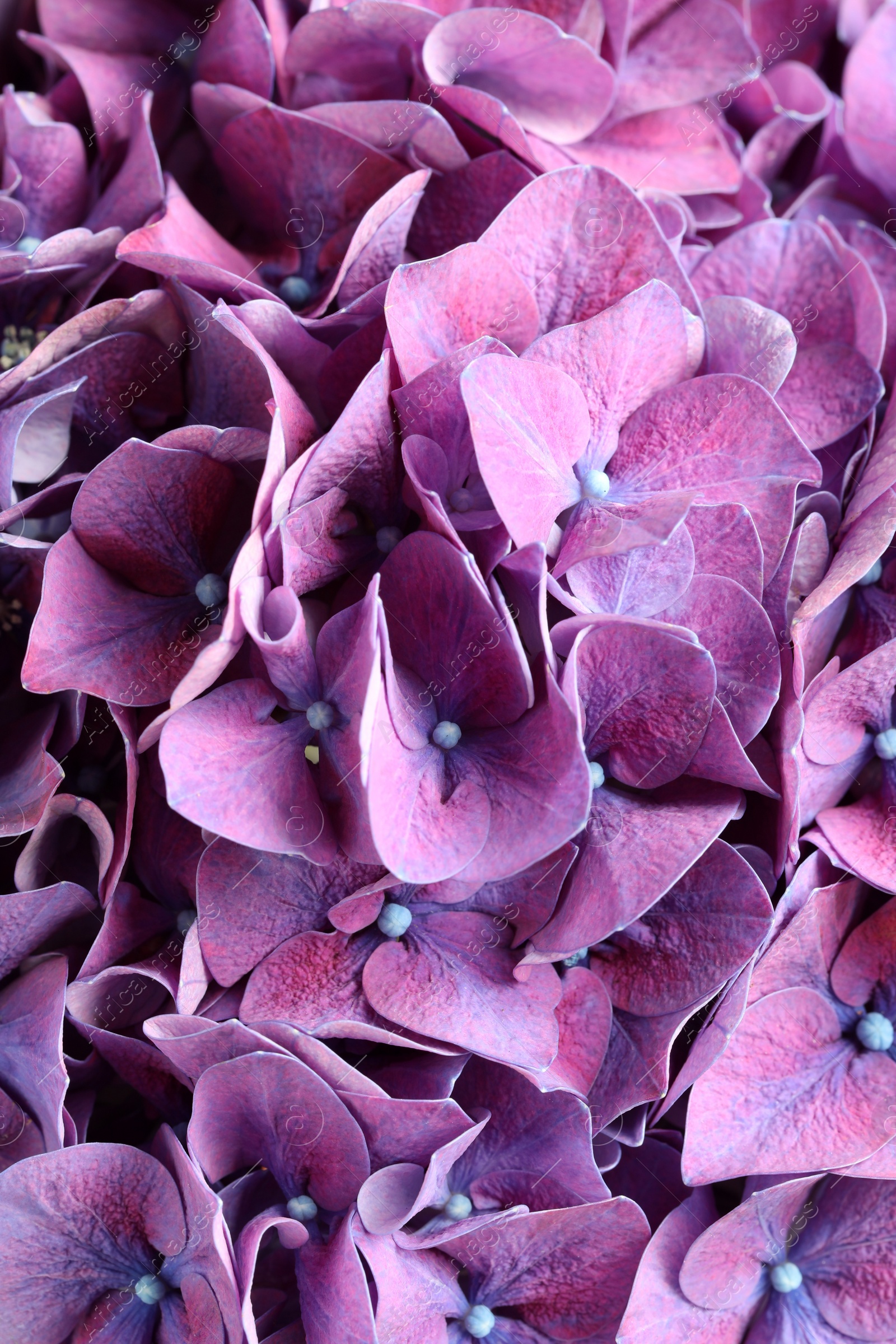 Photo of Beautiful violet hortensia flowers as background, closeup