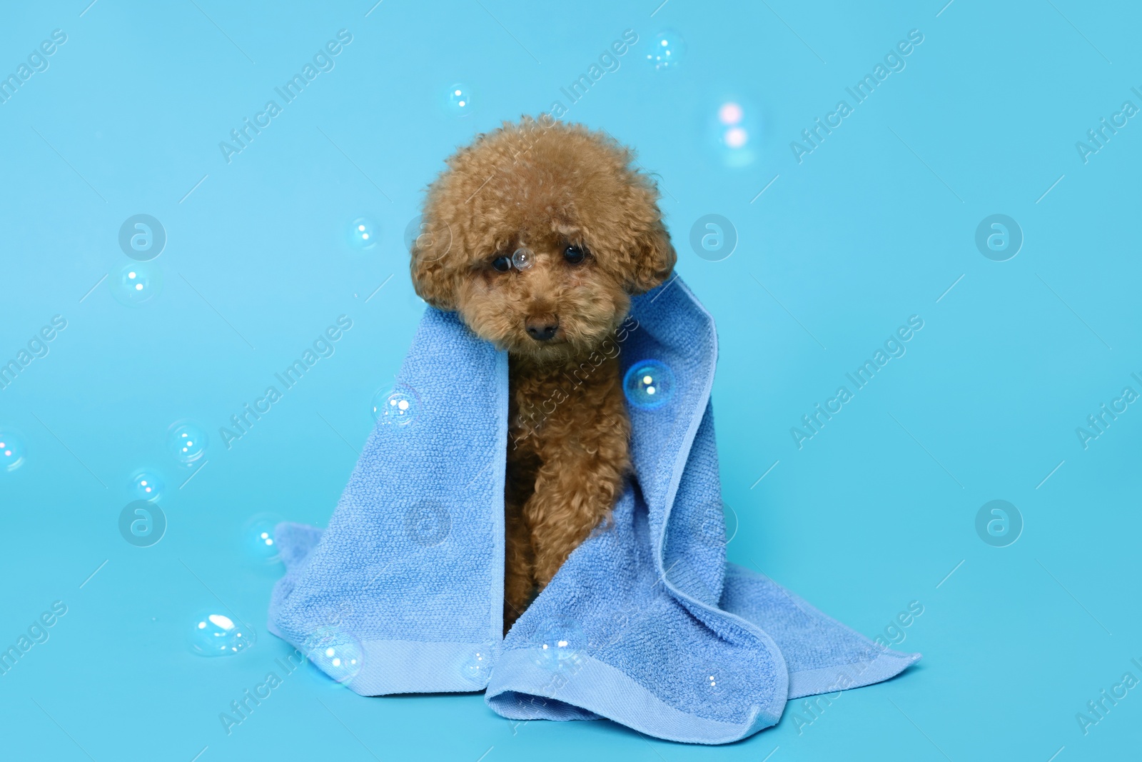 Photo of Cute Maltipoo dog wrapped in towel and soap bubbles on light blue background. Pet hygiene