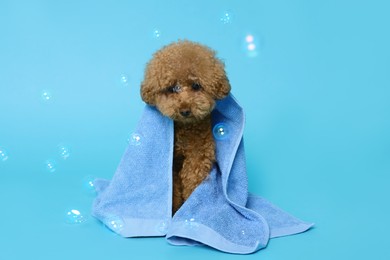 Photo of Cute Maltipoo dog wrapped in towel and soap bubbles on light blue background. Pet hygiene