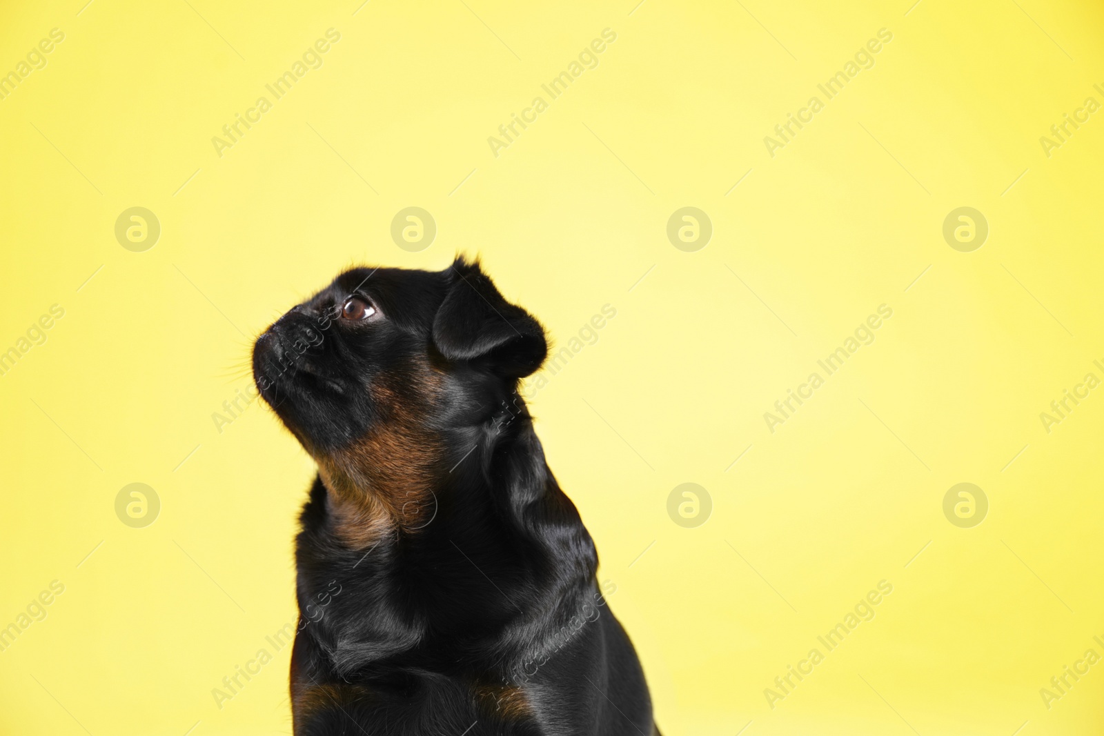 Photo of Adorable black Petit Brabancon dog on yellow background, space for text