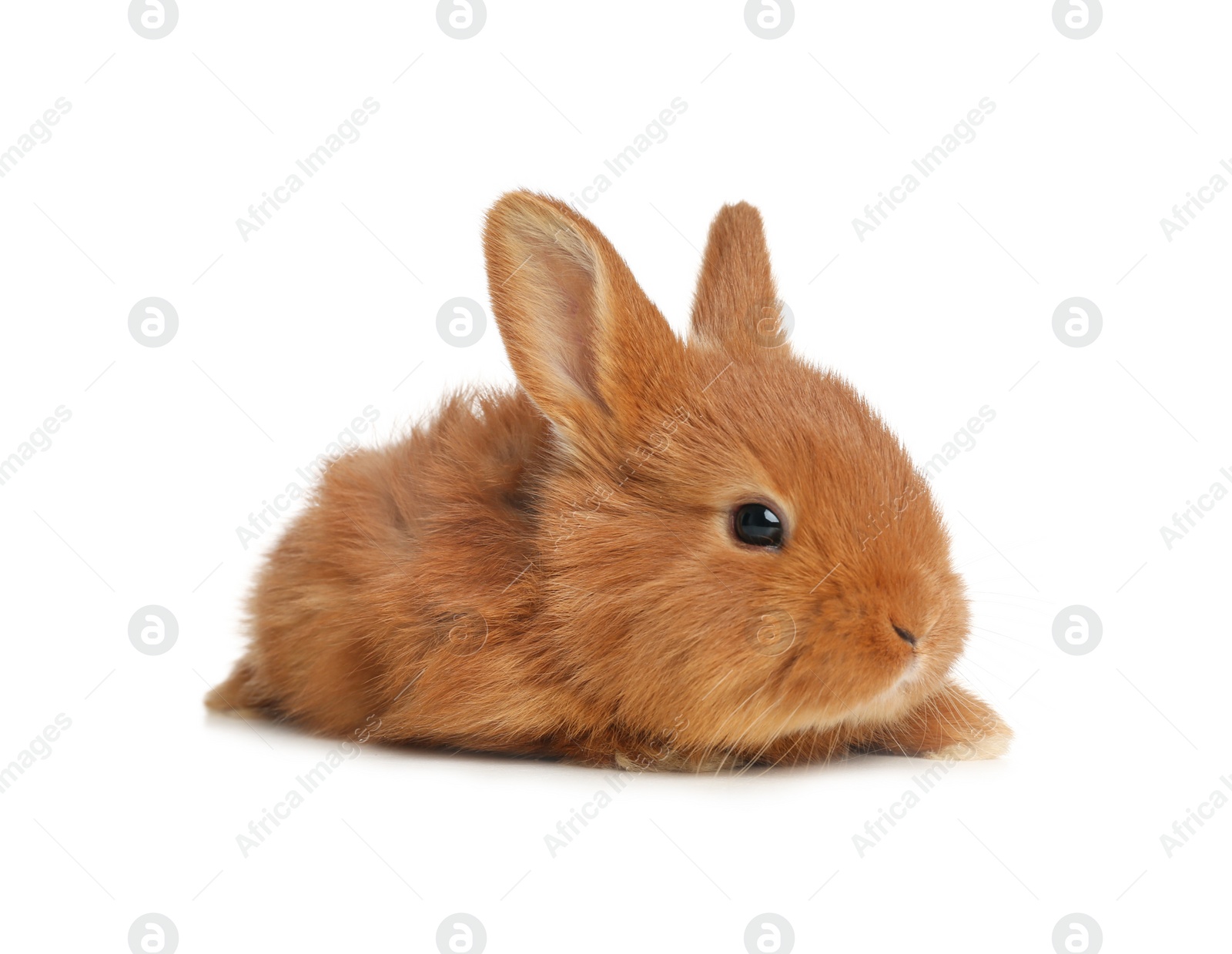 Photo of Adorable fluffy bunny isolated on white. Easter symbol