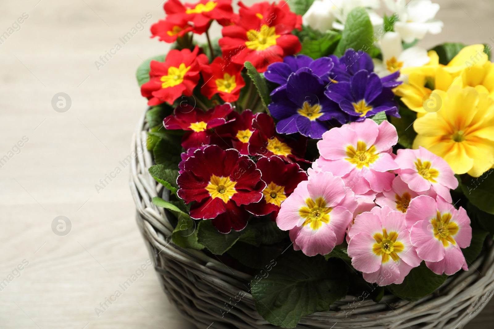 Photo of Primrose Primula Vulgaris flowers on grey background, space for text. Spring season