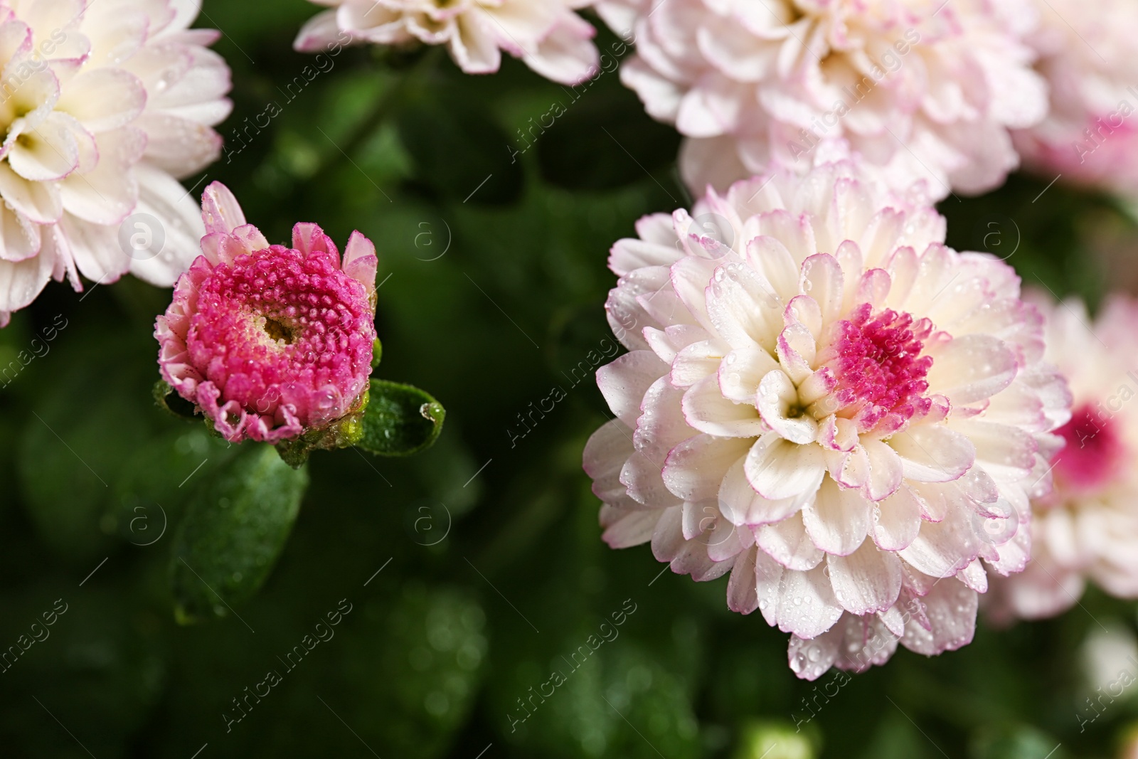 Photo of Beautiful colorful chrysanthemum flowers with water drops, closeup